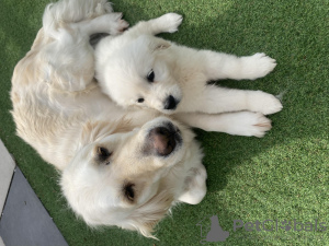 Photo №1. golden retriever - à vendre en ville de Melbourne | 710€ | Annonce №53851