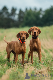 Photos supplémentaires: Chiot Vizsla hongrois