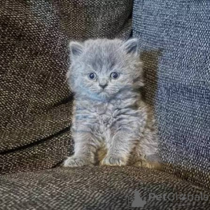 Photo №2 de l'annonce № 173802 de la vente british shorthair - acheter à La Grande-Bretagne annonce privée, éleveur