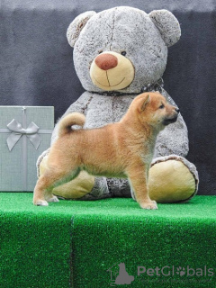 Photo №1. shiba - à vendre en ville de Zrenjanin | 350€ | Annonce №91075