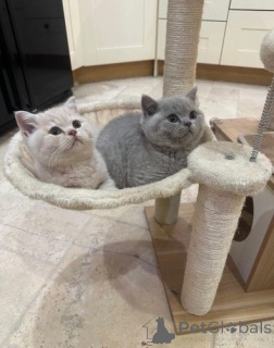 Photo №1. british shorthair - à vendre en ville de Bruil | 350€ | Annonce № 172283