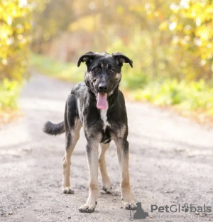 Photo №2 de l'annonce № 121190 de la vente chien bâtard - acheter à Fédération de Russie annonce privée