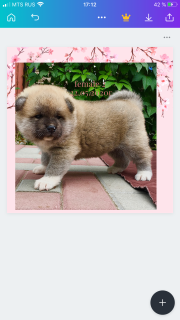 Photo №2 de l'annonce № 6957 de la vente akita (chien) - acheter à Fédération de Russie annonce privée