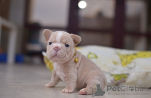 Photos supplémentaires: Bouledogue Français Grosse Corde