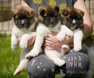 Photo №1. akita (chien) - à vendre en ville de Melbourne | négocié | Annonce №38228