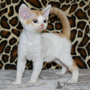 Photo №1. devon rex - à vendre en ville de Marseille | 250€ | Annonce № 120893