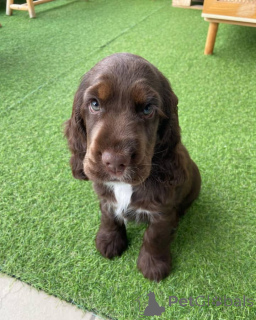 Photo №1. cocker spaniel anglais - à vendre en ville de Würzburg | négocié | Annonce №154051