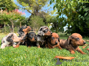 Photo №1. teckel - à vendre en ville de Bruxelles | négocié | Annonce №160837