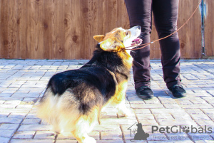 Photo №3. Welsh Corgi Pembroke. Fédération de Russie