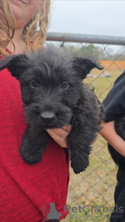 Photo №1. terrier écossais - à vendre en ville de Frankfurt | 300€ | Annonce №130538