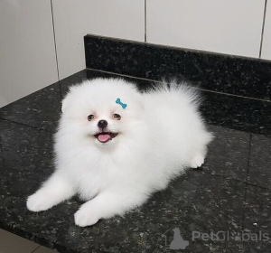 Photo №1. spitz nain - à vendre en ville de Cologne | négocié | Annonce №170009