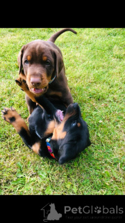 Photo №2 de l'annonce № 168376 de la vente dobermann - acheter à Suède annonce privée, éleveur
