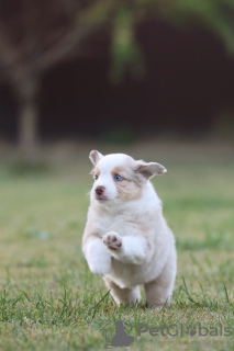 Photos supplémentaires: Chiots bergers américains miniatures (MAS)