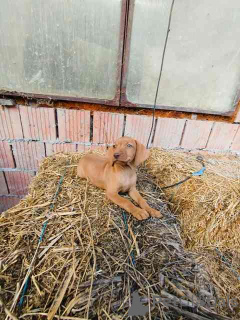 Photo №3. Chien d'occurrence hongrois à courte durée, chiots. Serbie