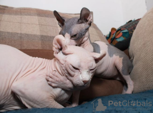 Photo №4. Je vais vendre sphynx en ville de Pozezdrze.  - prix - 250€