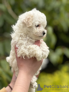 Photos supplémentaires: Chiot Maltipoo