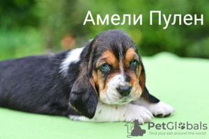 Photo №4. Je vais vendre basset hound en ville de Kaliningrad. annonce privée - prix - négocié