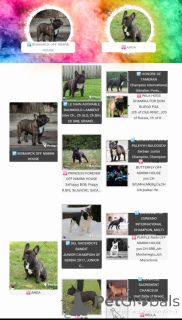 Photo №3. Bulldog français. Serbie