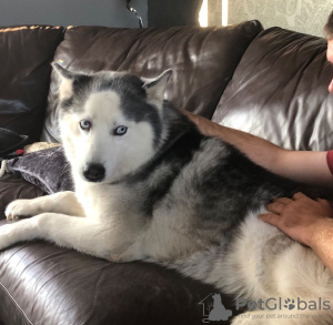 Photo №4. Je vais vendre husky de sibérie en ville de Дрезден. annonce privée, éleveur - prix - 350€