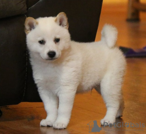 Photo №1. shiba - à vendre en ville de Dercekliai | Gratuit | Annonce №71523