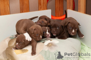 Photo №3. Classique standard des chiots bully américains. Fédération de Russie