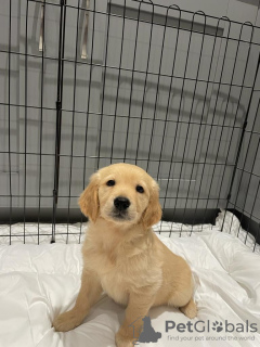 Photo №3. Magnifique golden retriever en adoption gratuite. Allemagne