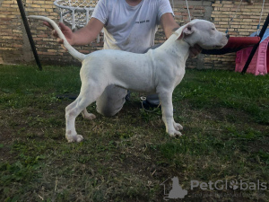 Photo №1. chien bâtard - à vendre en ville de Belgrade | négocié | Annonce №123286