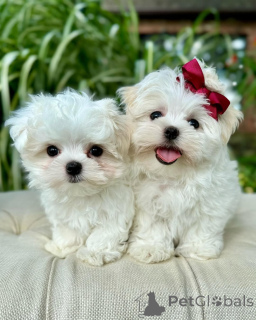 Photo №1. bichon maltais - à vendre en ville de Helsinki | 500€ | Annonce №164002