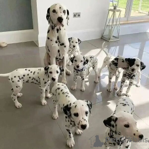 Photo №2 de l'annonce № 169795 de la vente dalmatien - acheter à Suède 