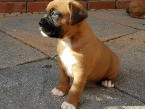 Photo №3. Chiots boxer en bonne santé à vendre. Allemagne