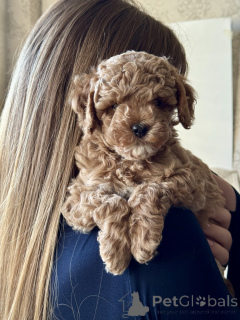 Photo №4. Je vais vendre maltipu en ville de Sochi. éleveur - prix - 1401€