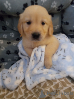 Photo №3. Chiots Golden Retriever.. Suède