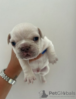 Photos supplémentaires: Chiots bouledogue français de race complète enregistrée au Kennel Club