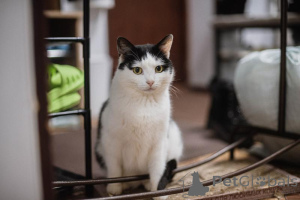 Photo №4. Je vais vendre  en ville de Khimki. de l'abri - prix - Gratuit