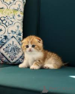 Photo №3. Les chatons Munchkin à acheter. Pays Bas