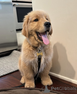 Photo №1. golden retriever - à vendre en ville de Reykjavík | négocié | Annonce №123103