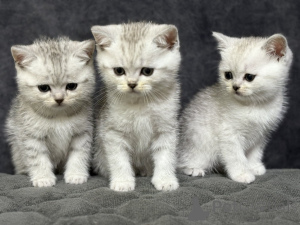 Photo №1. scottish straight - à vendre en ville de Minsk | 141€ | Annonce № 163555