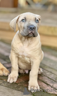 Photo №2 de l'annonce № 126235 de la vente boerboel - acheter à France annonce privée