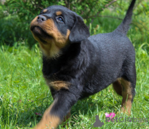 Photos supplémentaires: Chiot rottweiler - Viana Tanarotti