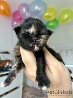 Photo №3. De mignons et adorables chatons Maine coon en bonne santé sont maintenant. Pays Bas