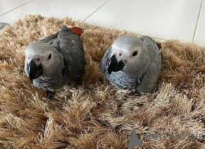 Photo №1. chien de recherche au sang de la montagne bavaroise, beagle, bearded collie, berger belge - à vendre en ville de Petit rocher | négocié | Annonce №145247