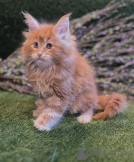 Photo №1. maine coon - à vendre en ville de Baumur | Gratuit | Annonce № 145308