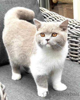 Photo №2 de l'annonce № 155691 de la vente british shorthair - acheter à Danemark annonce privée