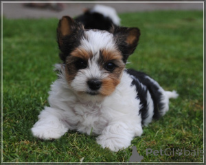 Photo №1. biewer yorkshire terrier - à vendre en ville de Ansubrg | négocié | Annonce №163645