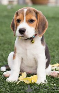 Photo №1. beagle - à vendre en ville de Paris | 700€ | Annonce №158178