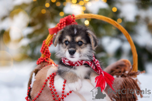 Photos supplémentaires: Chiot corgi gallois de Pembroke