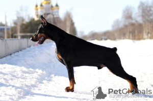 Photos supplémentaires: L'élevage Doberman 