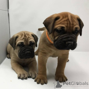 Photo №1. bullmastiff - à vendre en ville de Helsinki | négocié | Annonce №175142
