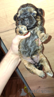 Photo №2 de l'annonce № 139030 de la vente lhassa apso, shih tzu - acheter à Estonie annonce privée, de la fourrière