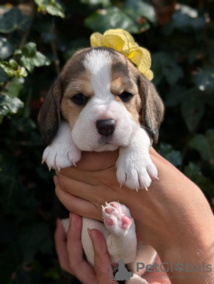 Photo №1. beagle - à vendre en ville de Hightstown | 237€ | Annonce №115043